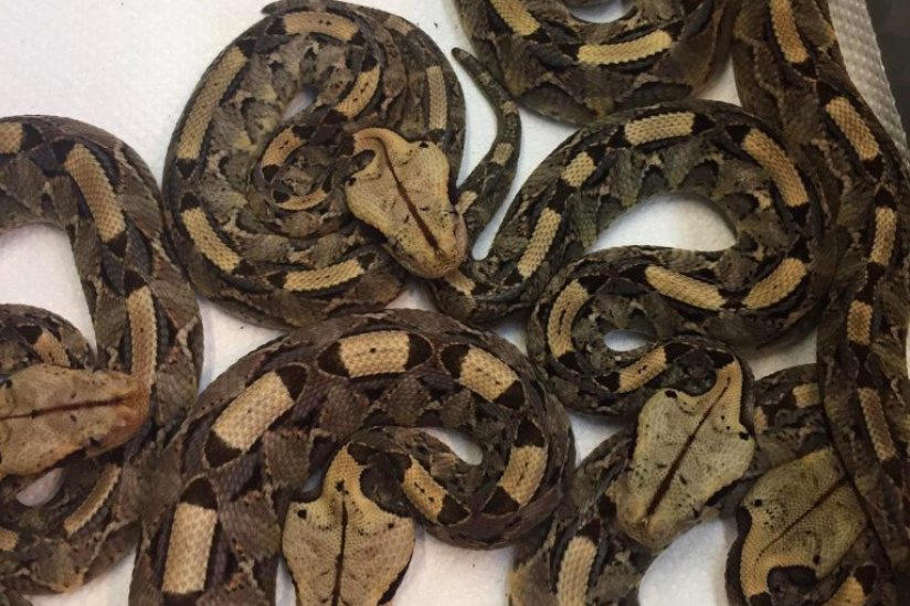 Naissance de 30 serpenteaux au Palais de la découverte