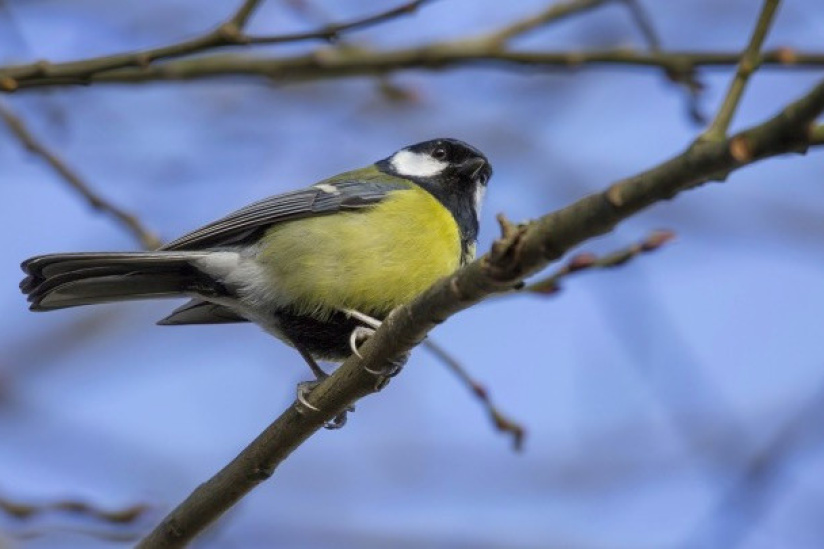 Week-end de comptage printanier des oiseaux