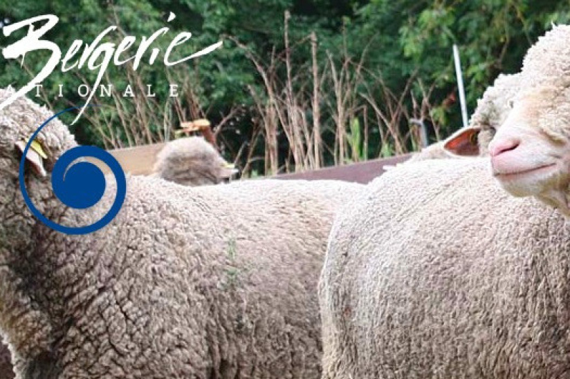 Un week-end à la ferme à la Bergerie nationale de Rambouillet