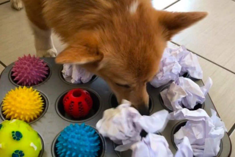 Un programme pour occuper les chiens pendant le confinement