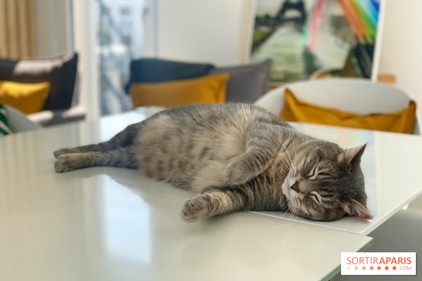 Coronavirus : Les animaux domestiques ne peuvent pas transmettre le virus, d'après l'Anses