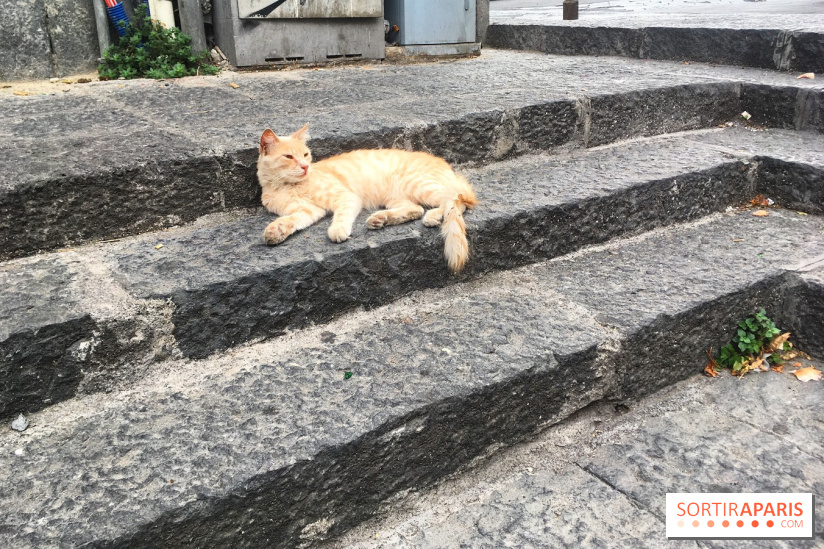 Plus de 7000 animaux en attente d'adoption, les refuges de la SPA saturés
