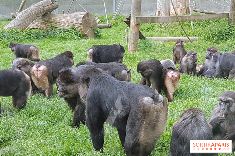 Zoo de Thoiry 2018 : les photos