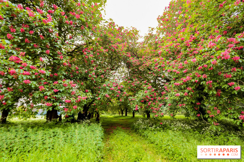 L'Arboretum de Versailles - Chevreloup