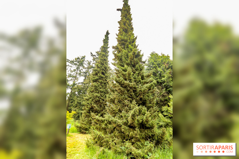 L'Arboretum de Versailles - Chevreloup