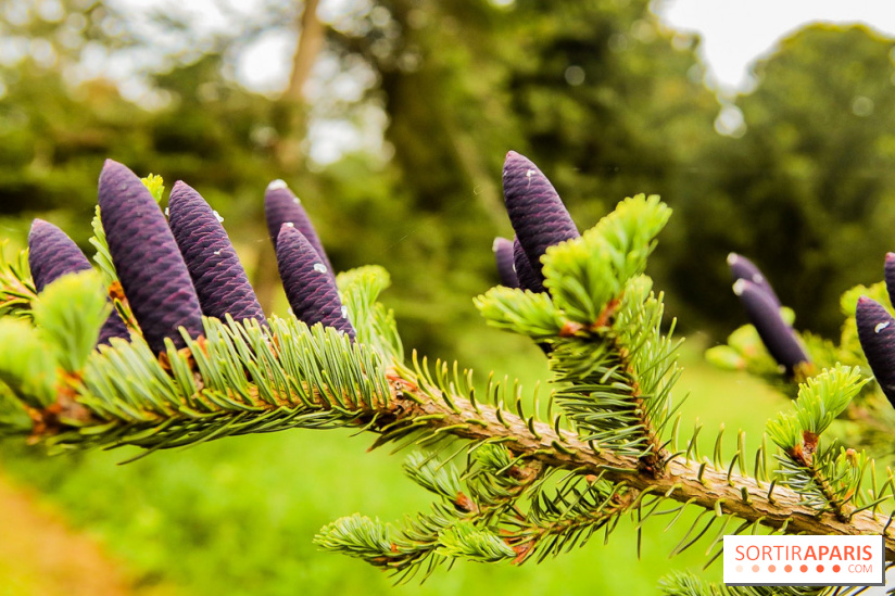 L'Arboretum de Versailles - Chevreloup