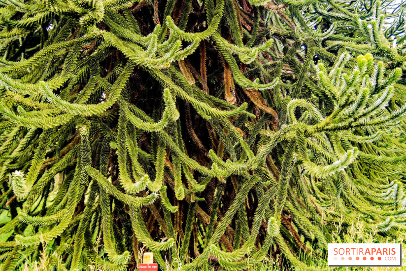 L'Arboretum de Versailles - Chevreloup