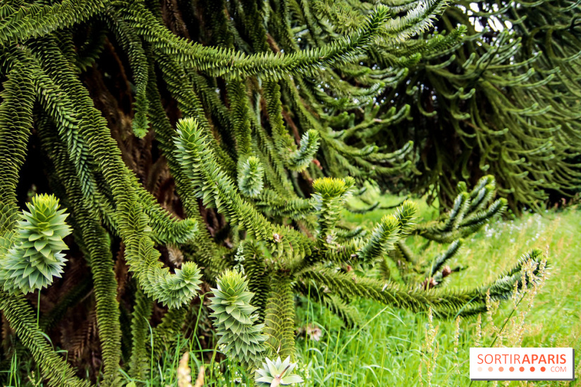 L'Arboretum de Versailles - Chevreloup