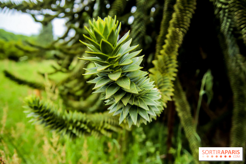 L'Arboretum de Versailles - Chevreloup
