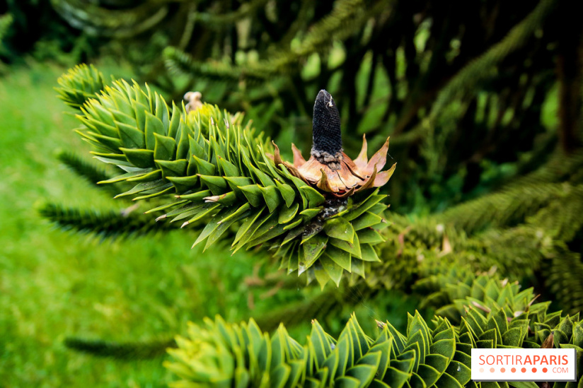L'Arboretum de Versailles - Chevreloup