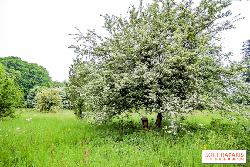 L'Arboretum de Versailles - Chevreloup