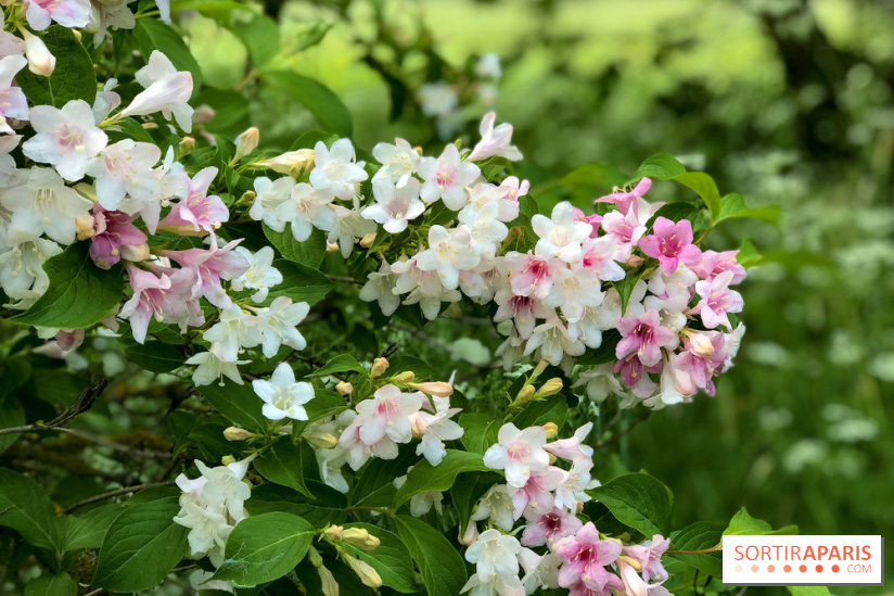 L'Arboretum de Versailles - Chevreloup