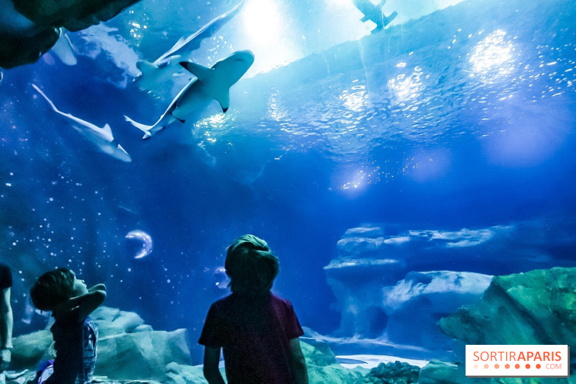 Loup préserve les océans à l'Aquarium de Paris, les photos