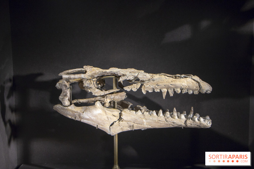 Un T-Rex à Paris : les photos