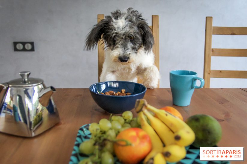 Cafe des chiens, café à chien, bar à chien