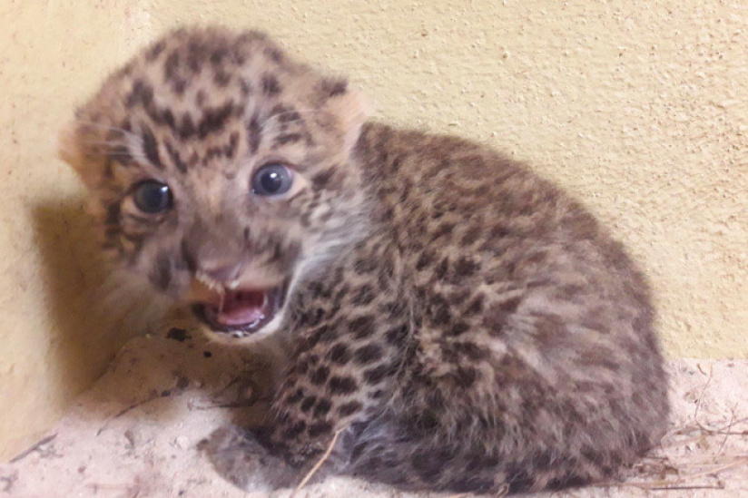 Des bébés panthères de Chine au Zoosafari de Thoiry