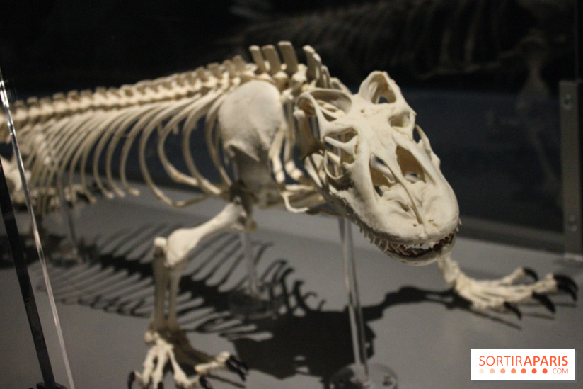 Dinosaure, la vie en grand au Muséum