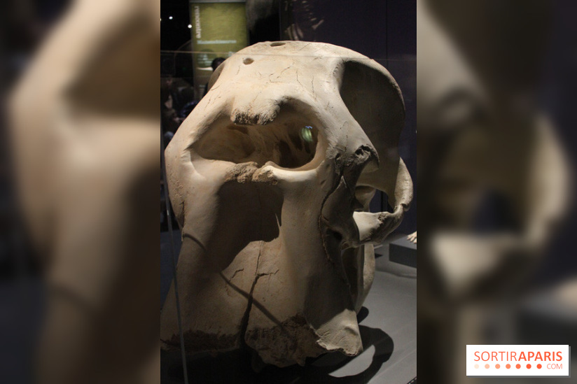 Dinosaure, la vie en grand au Muséum