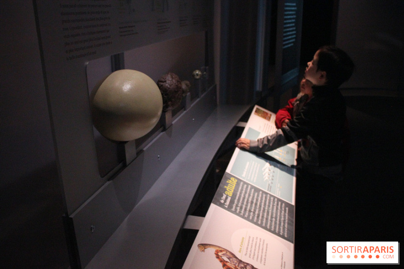 Dinosaure, la vie en grand au Muséum