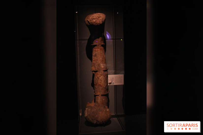 Dinosaure, la vie en grand au Muséum