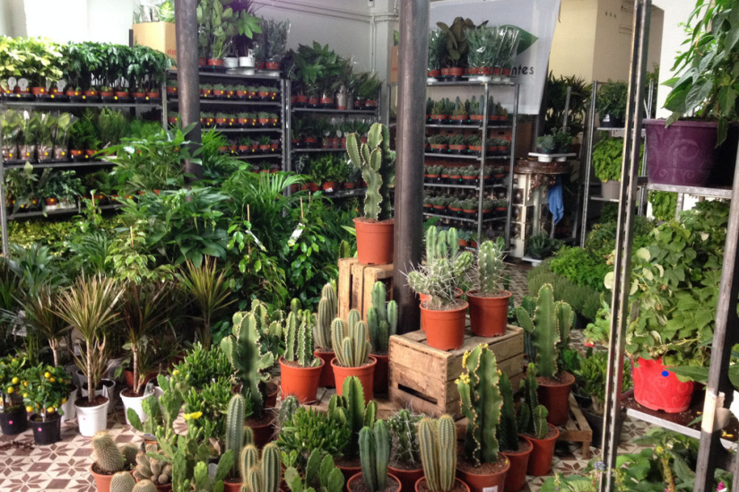 Grande Vente de Plantes dès 2€ !