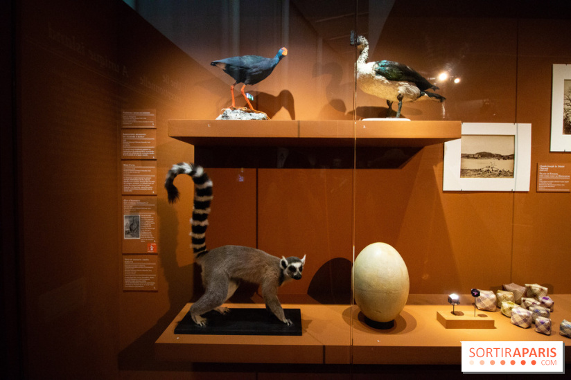 Exposition Madagascar au musée du Quai Branly 