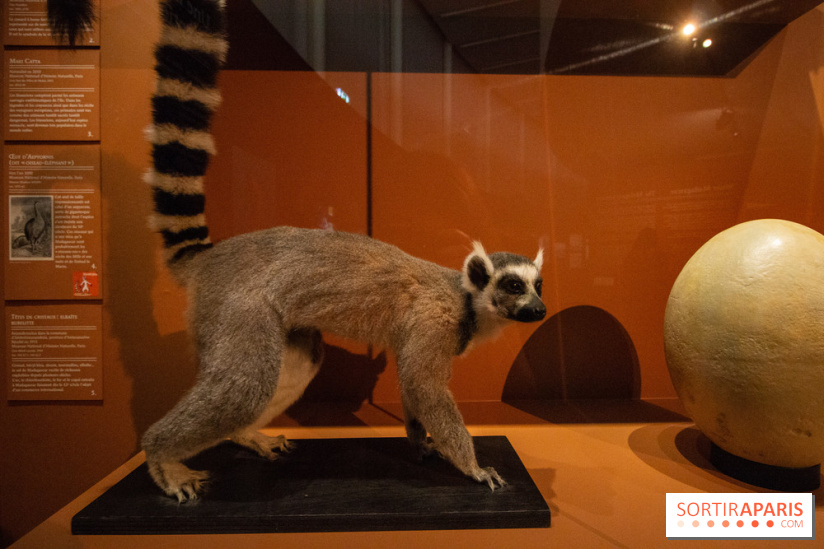 Exposition Madagascar au musée du Quai Branly 
