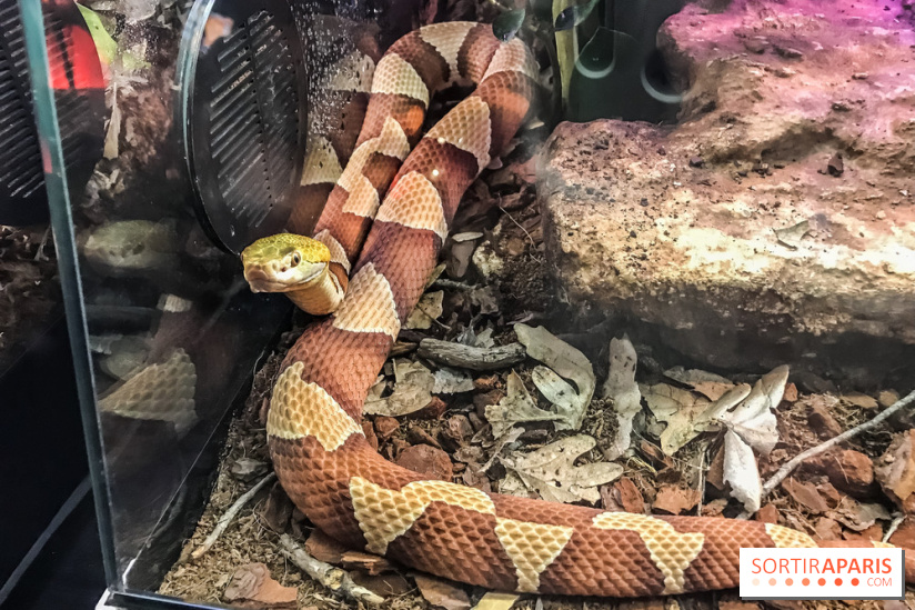 Poison au Palais de la Découverte, les photos 