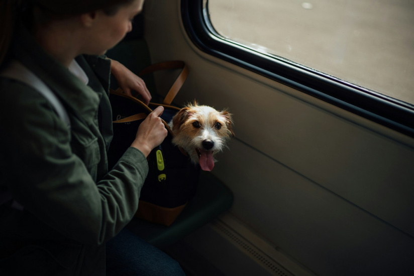 Animaux dans le RER ou le Métro : quelles sont les règles ?