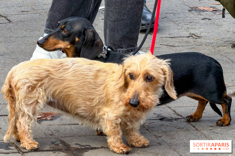 Paris Sausage Walk 2026 : la marche des teckels s'offre les Champs-Élysées pour la première fois !