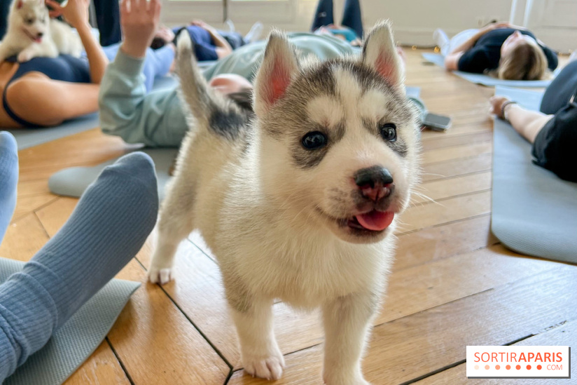 Alpha: abre em Paris uma creche para cães, um spa e um hotel de luxo para  gatos 