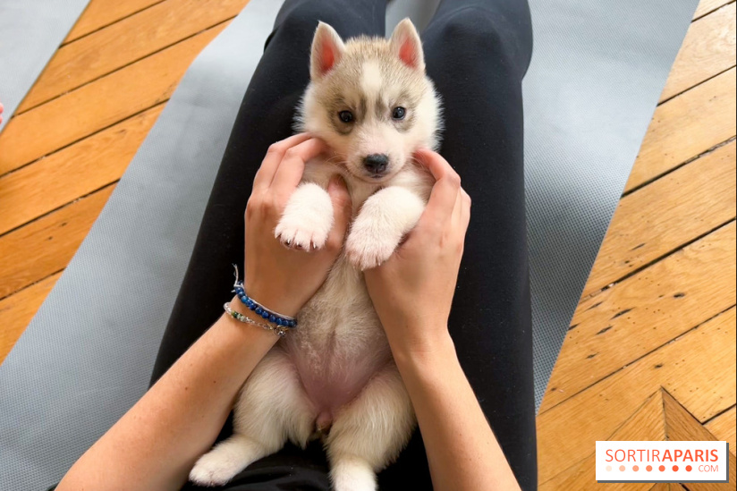 Puppy Yoga Paris, des séances de yoga tout en câlins avec d'adorables chiots - Prochaines dates