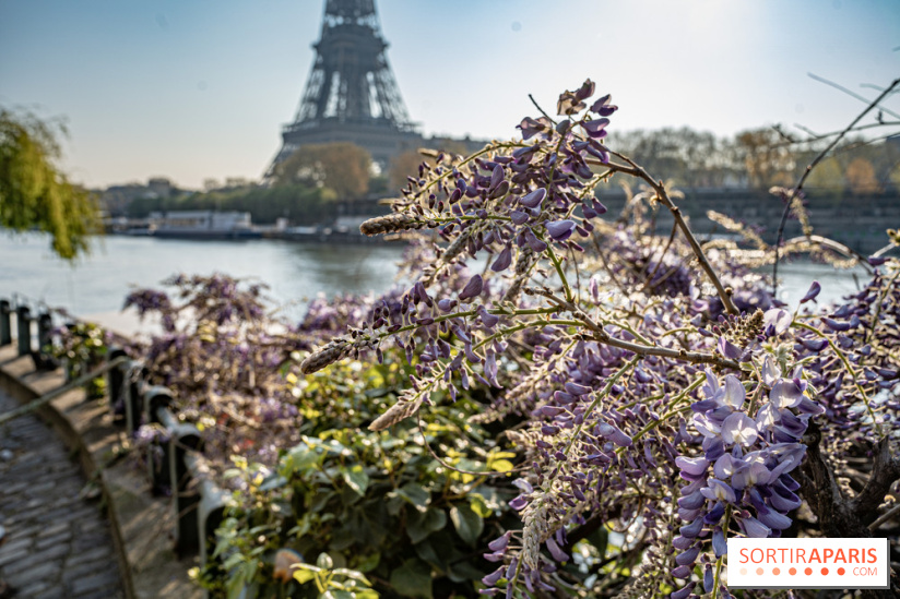 Visuel Paris glycine Tour Eiffel Seine