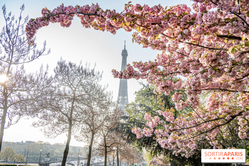 Visuel Paris Tour Eiffel cerisiers en fleurs