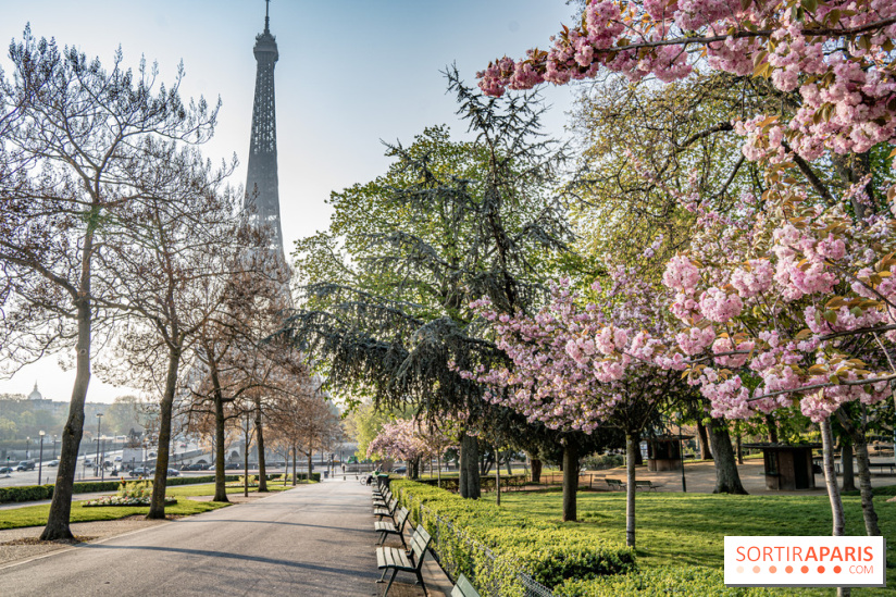 Visuel Paris Tour Eiffel cerisiers en fleurs