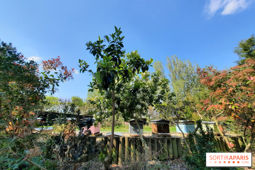 Visuel Paris - rucher