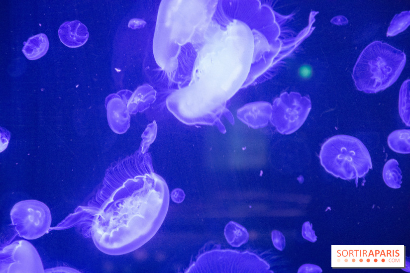 L'Aquarium de Paris ouvre son Médusarium