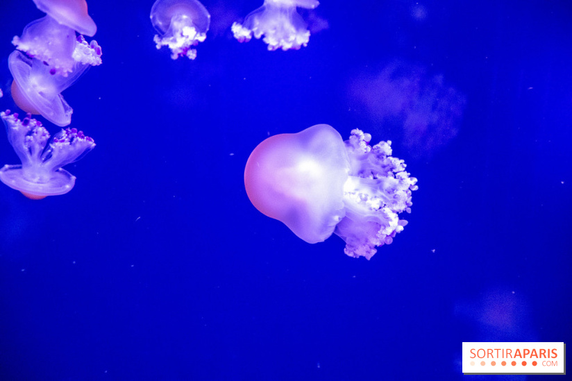 L'Aquarium de Paris ouvre son Médusarium