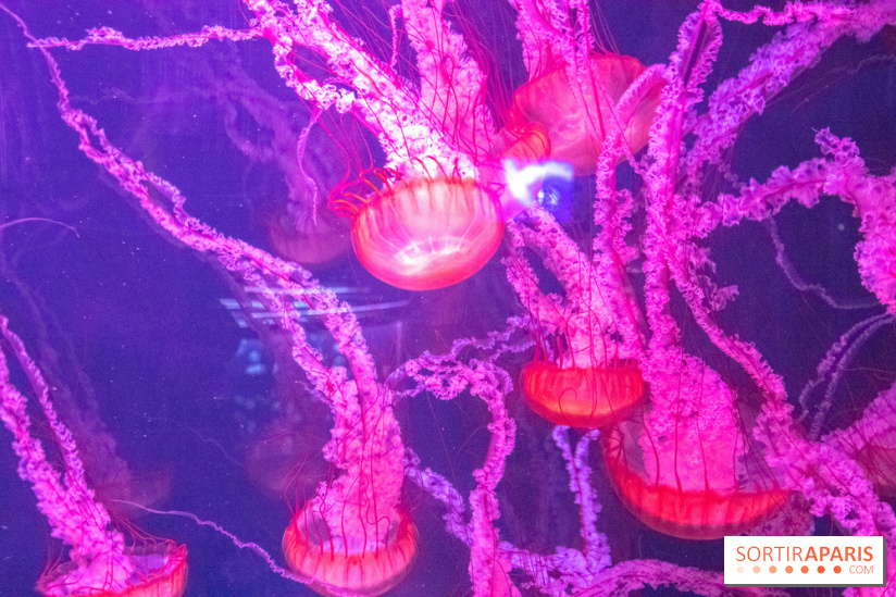 L'Aquarium de Paris ouvre son Médusarium