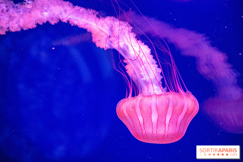 L'Aquarium de Paris ouvre son Médusarium
