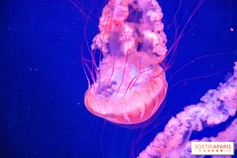 L'Aquarium de Paris ouvre son Médusarium