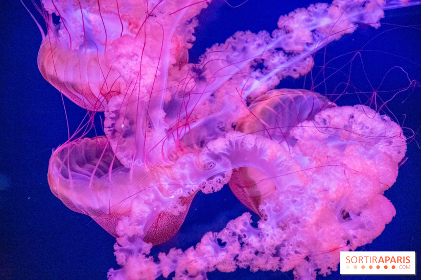 L'Aquarium de Paris ouvre son Médusarium