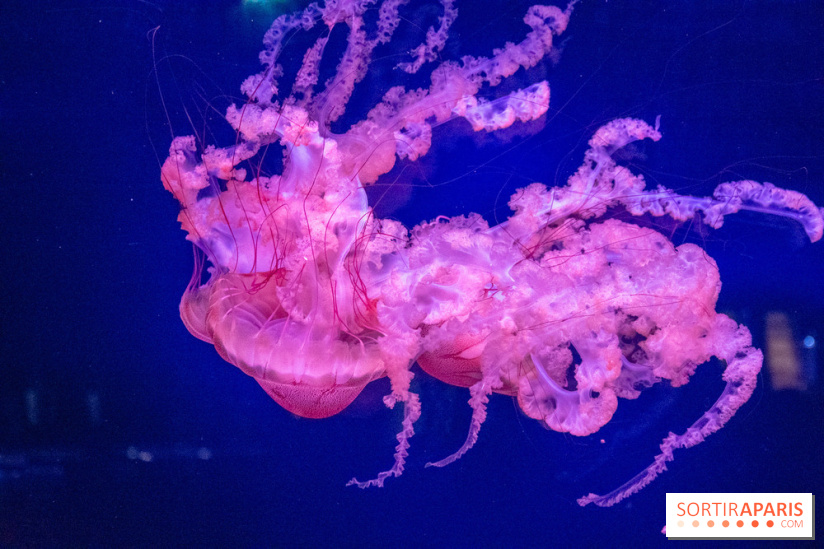 L'Aquarium de Paris ouvre son Médusarium