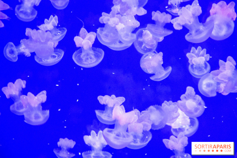 L'Aquarium de Paris ouvre son Médusarium