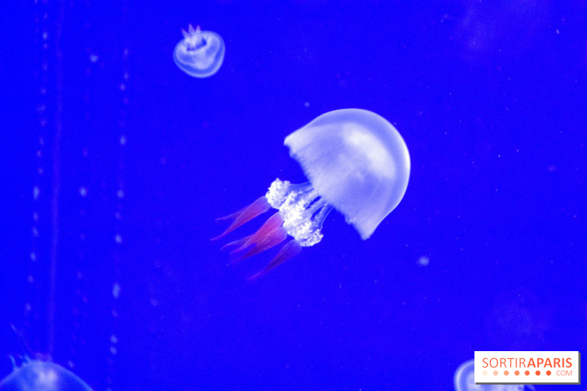 L'Aquarium de Paris ouvre son Médusarium