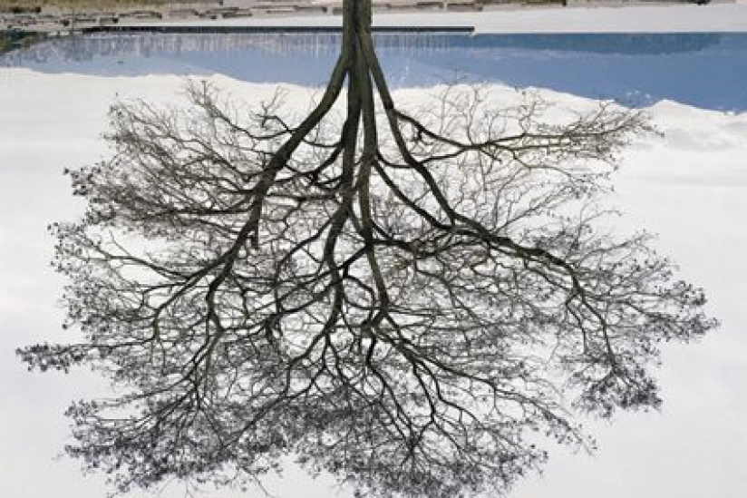 Jeu de Paume, Jericho Beach Tree, Rodney Graham, 