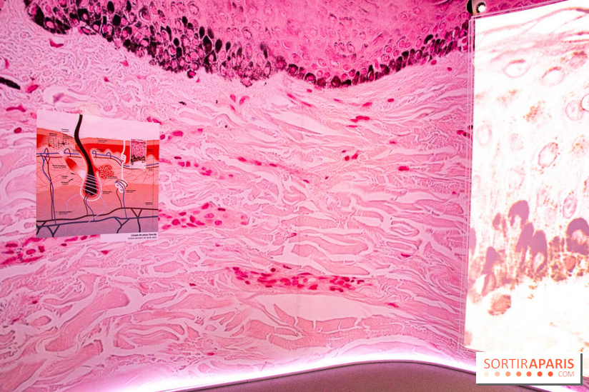 Dans ma peau au Musée de l'Homme : nos photos