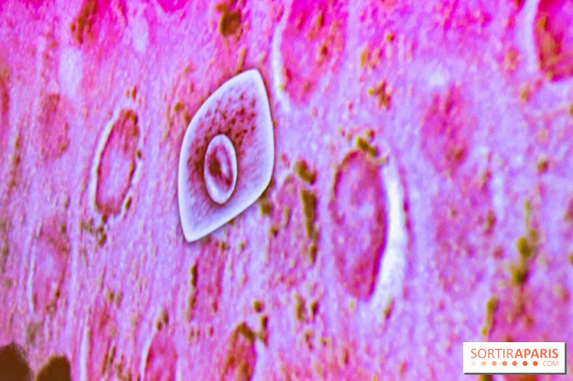 Dans ma peau au Musée de l'Homme : nos photos