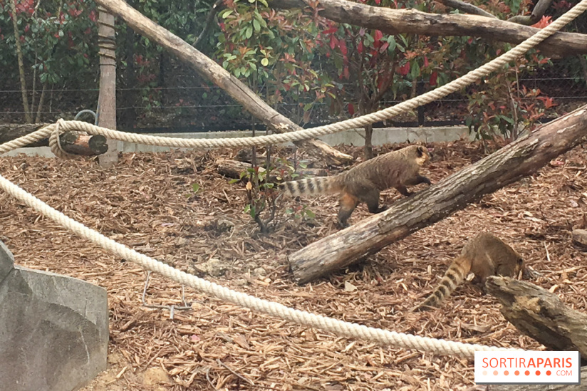 Parc Zoologique de Paris : les coatis roux