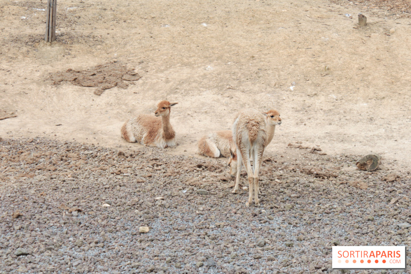 Parc Zoologique de Paris 2019